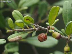 Image of Rhamnus punctatus Boiss.