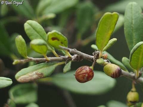 Слика од Rhamnus punctatus Boiss.