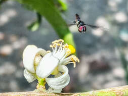 صورة Ocyptamus dimidiatus (Fabricius 1781)