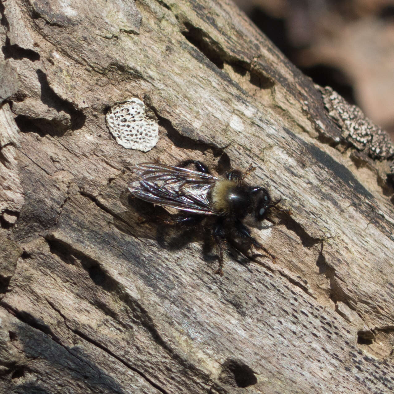 Image of Laphria ephippium (Fabricius 1781)