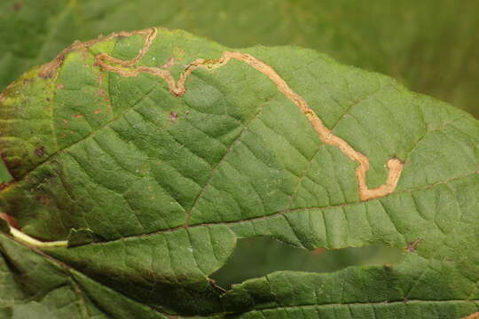 Imagem de Stigmella microtheriella (Stainton 1854) Fletcher et al. 1945