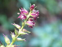 Image de Veronicastrum formosanum (Masam.) Yamazaki