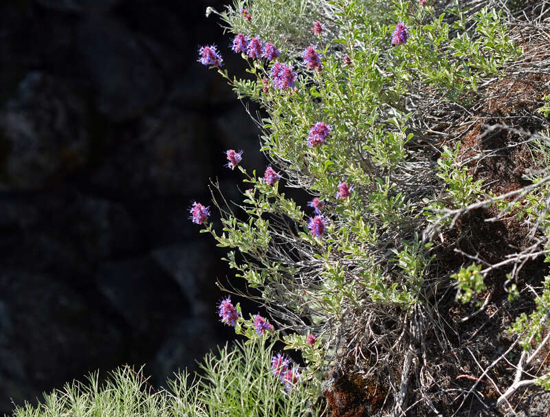 Plancia ëd Salvia dorrii var. incana (Benth.) Strachan