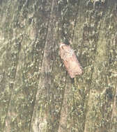 Image of Acleris schalleriana Linnaeus 1761