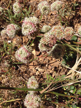 Image of seaside buckwheat