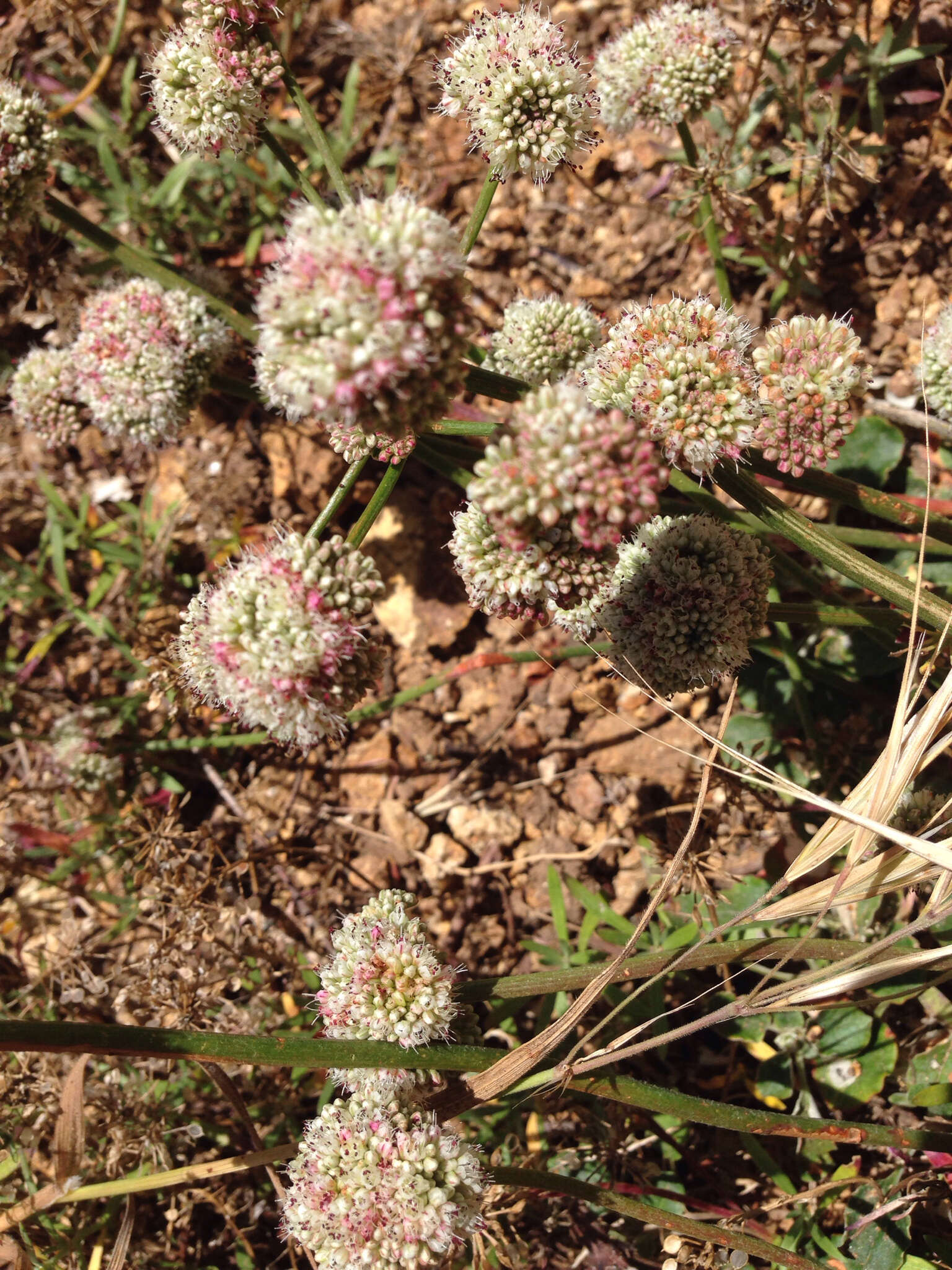 Image of seaside buckwheat