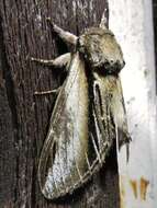 Image of Greater Swallow Prominent