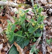 Слика од Lithospermum tuberosum Rugel ex A. DC.