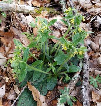 Слика од Lithospermum tuberosum Rugel ex A. DC.