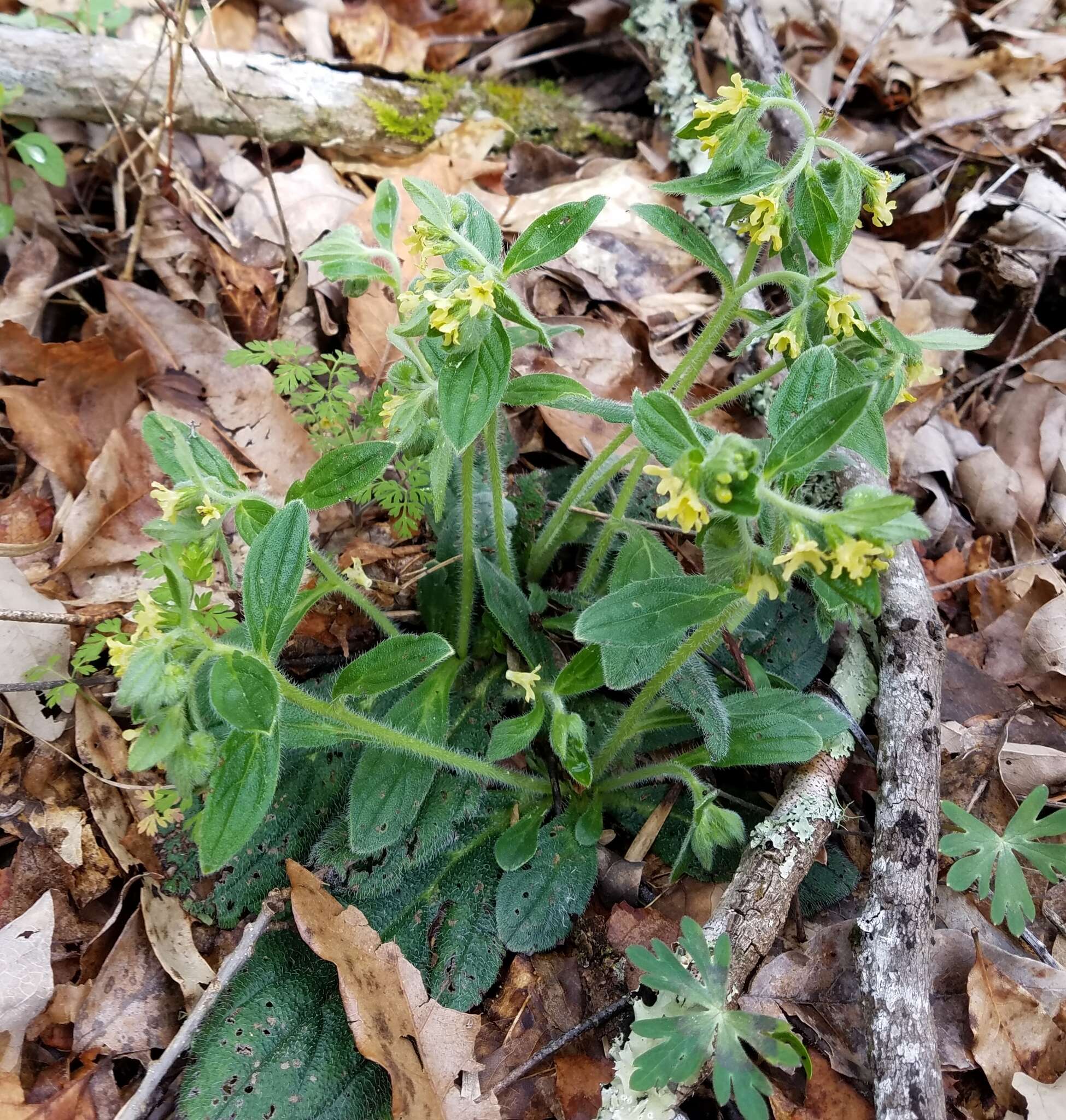 Слика од Lithospermum tuberosum Rugel ex A. DC.