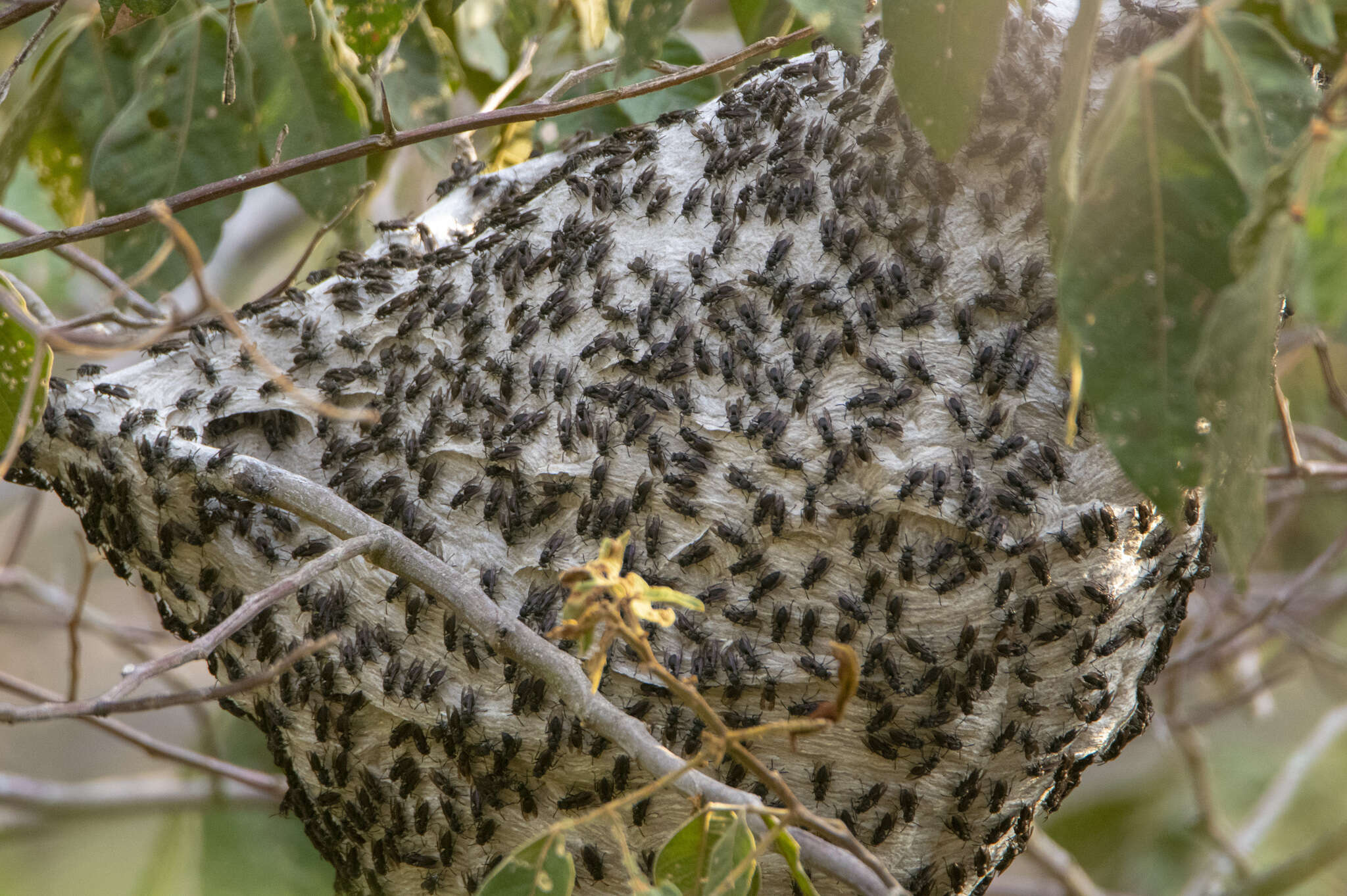 Image of Parachartergus compressus (de Saussure 1854)