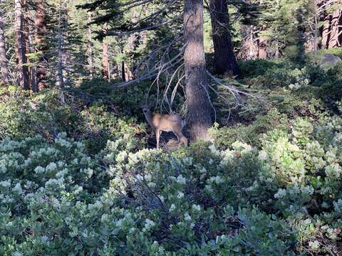 Odocoileus hemionus inyoensis Cowan 1933的圖片