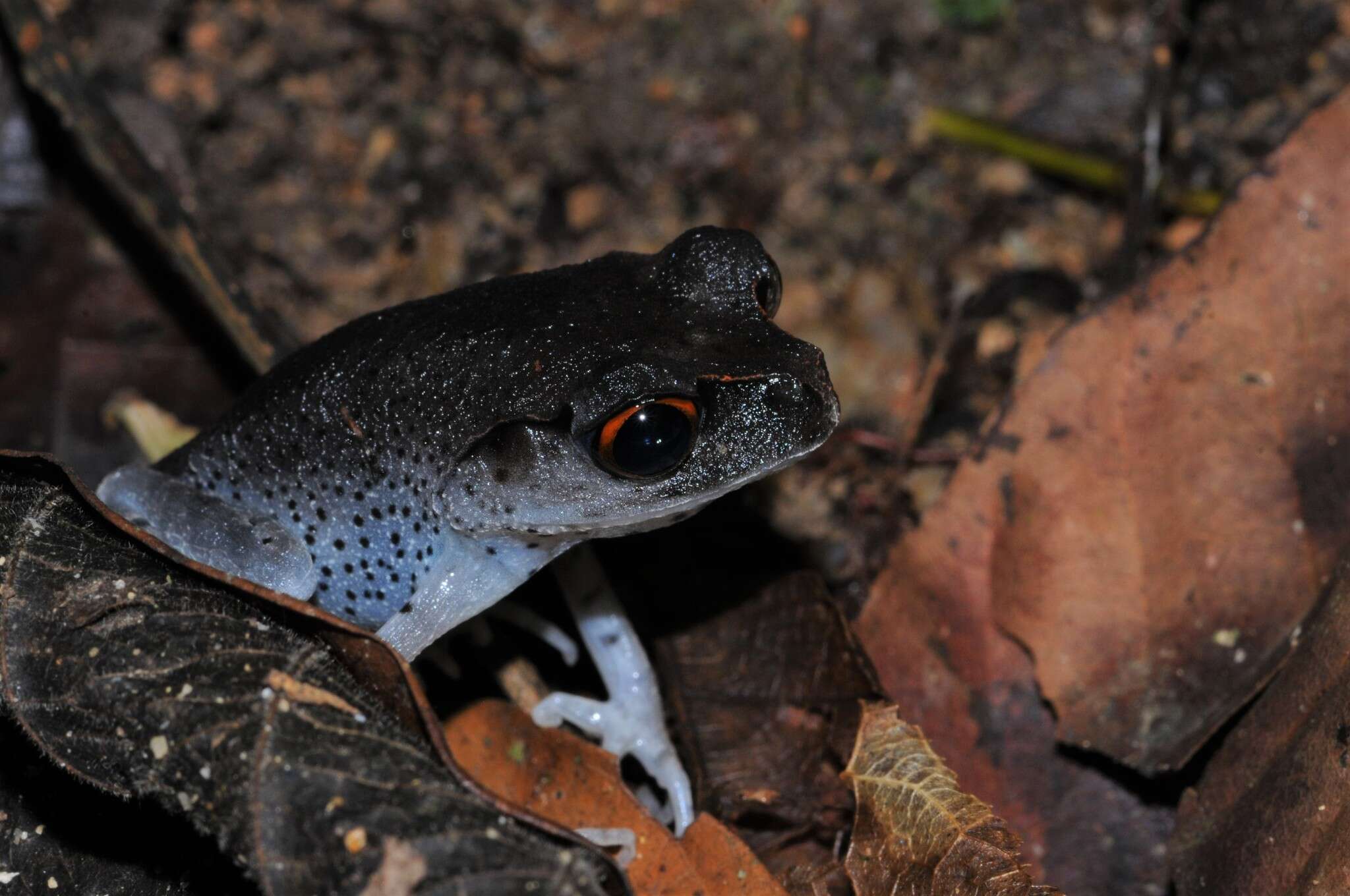 Image of Spotted Litter Frog