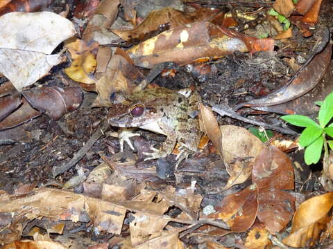 Image of Giant River Frog