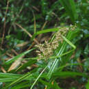 صورة Carex cruciata Wahlenb.