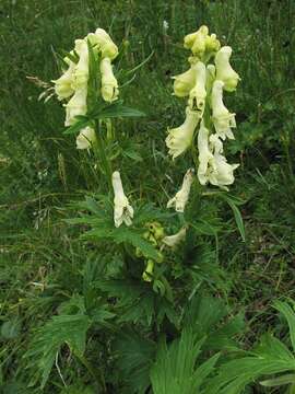 Image of Aconitum lycoctonum subsp. neapolitanum (Ten.) Nyman