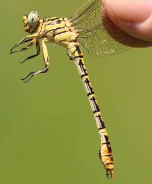 Sivun <i>Onychogomphus <i>supinus</i></i> supinus kuva