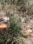 Image of Black-footed signal grass