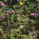 Image of Picris japonica subsp. kamtschatica (Ledeb.) Hultén