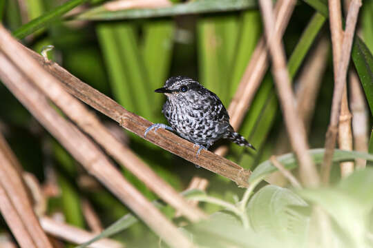 Image of Scaled Antbird