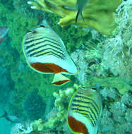 Image of Crown Butterflyfish