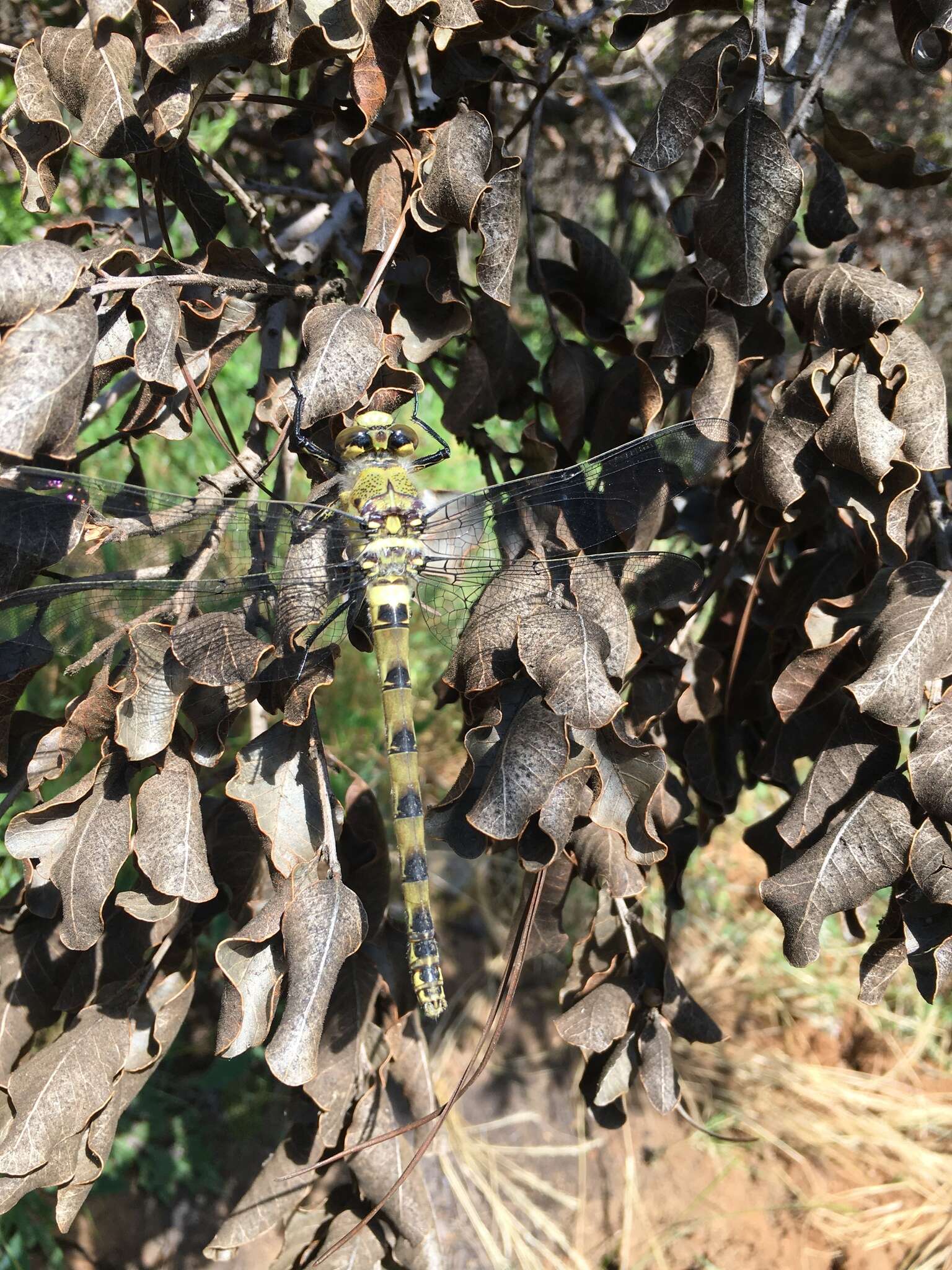 Image of Chilean Petaltail