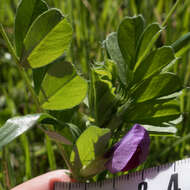 Imagem de Vicia sativa subsp. sativa