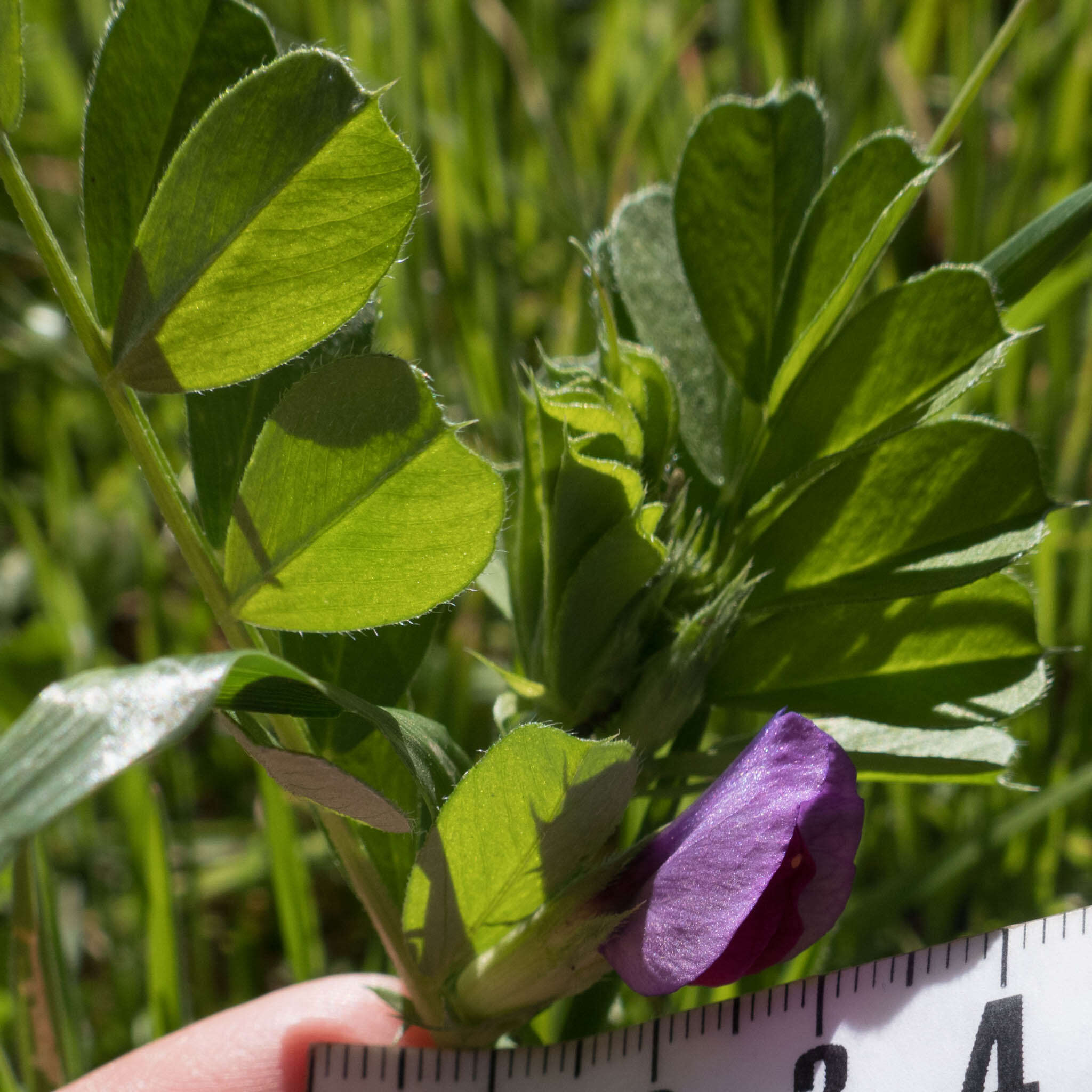 Imagem de Vicia sativa subsp. sativa