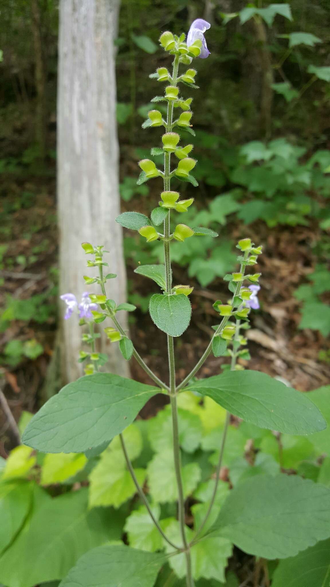 Image of hairy skullcap