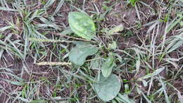 Image de Plantago asiatica L.