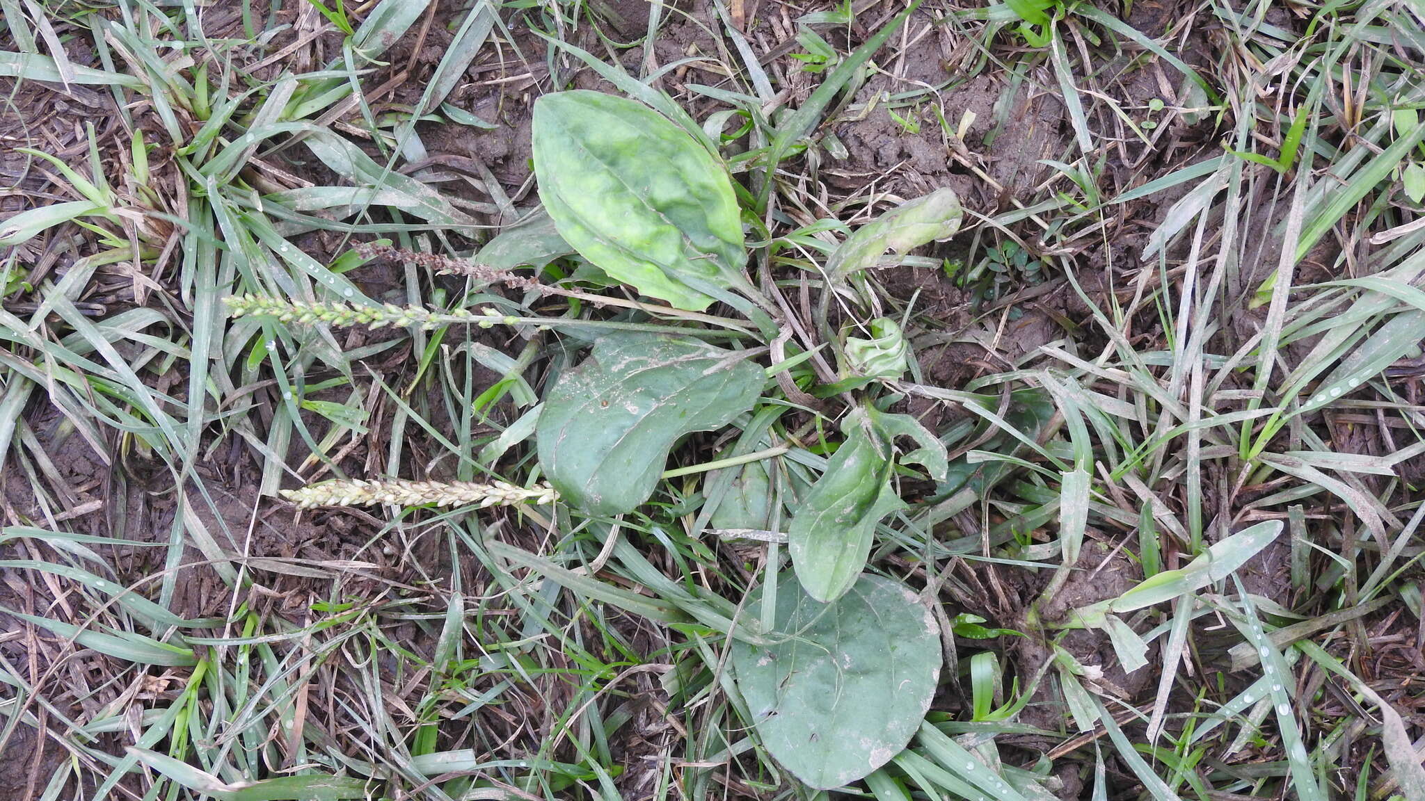 Image de Plantago asiatica L.