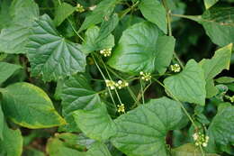 Image of Zehneria guamensis (Merr.) F. R. Fosberg