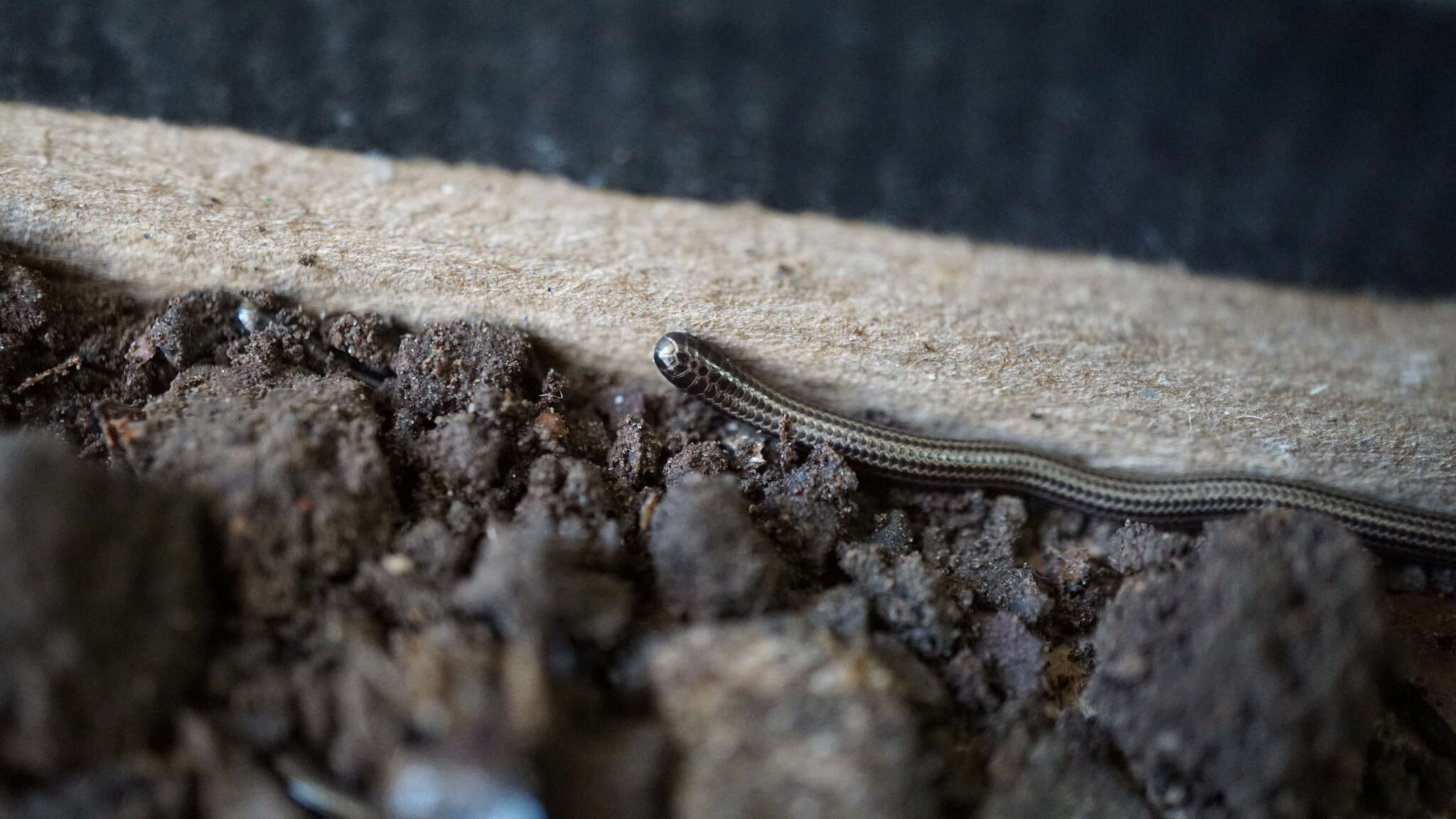 Image of Rio Grande do Sul Blind Snake