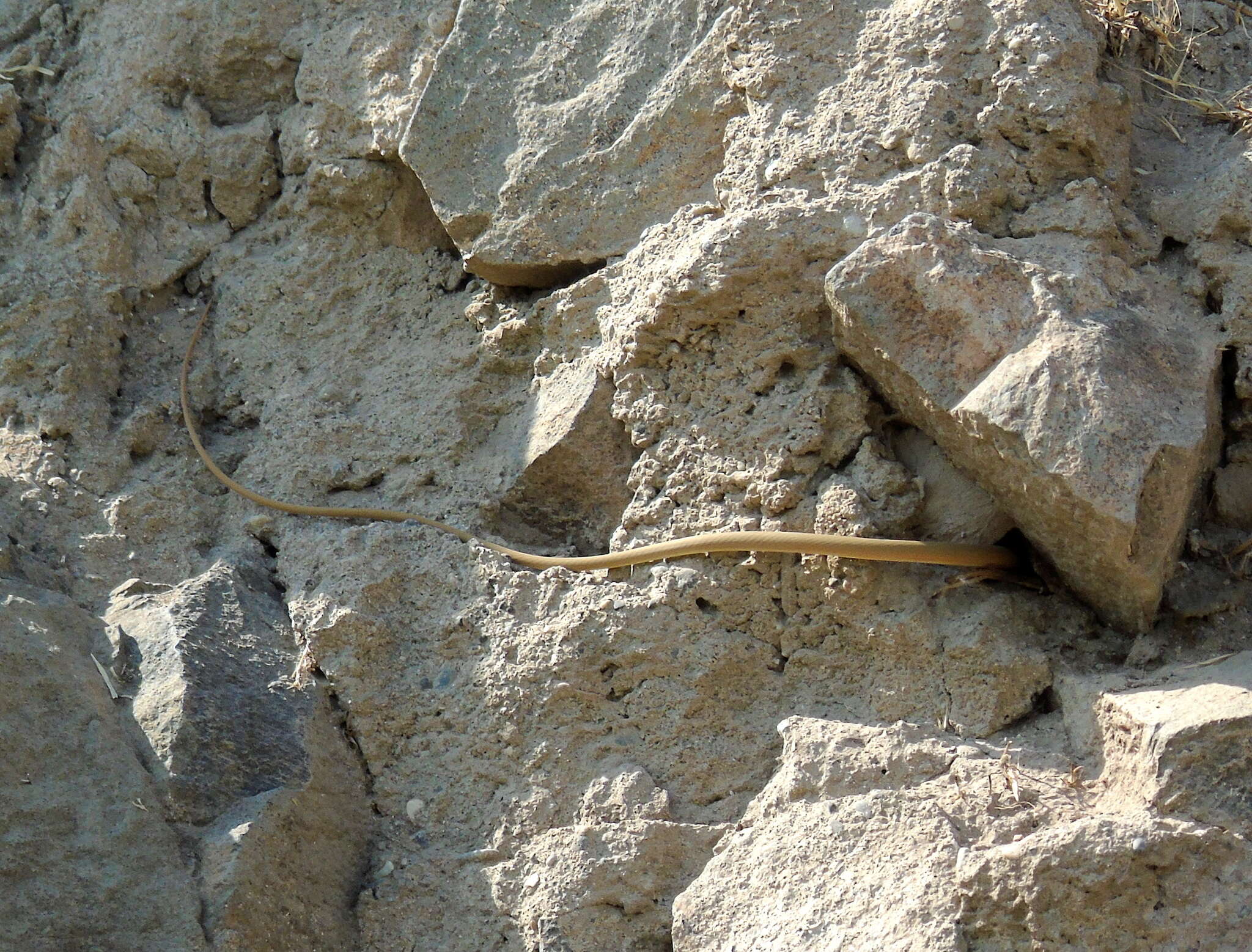 Image of Dahl's Whip Snake