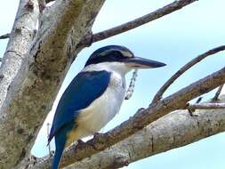 Image of Pacific Kingfisher