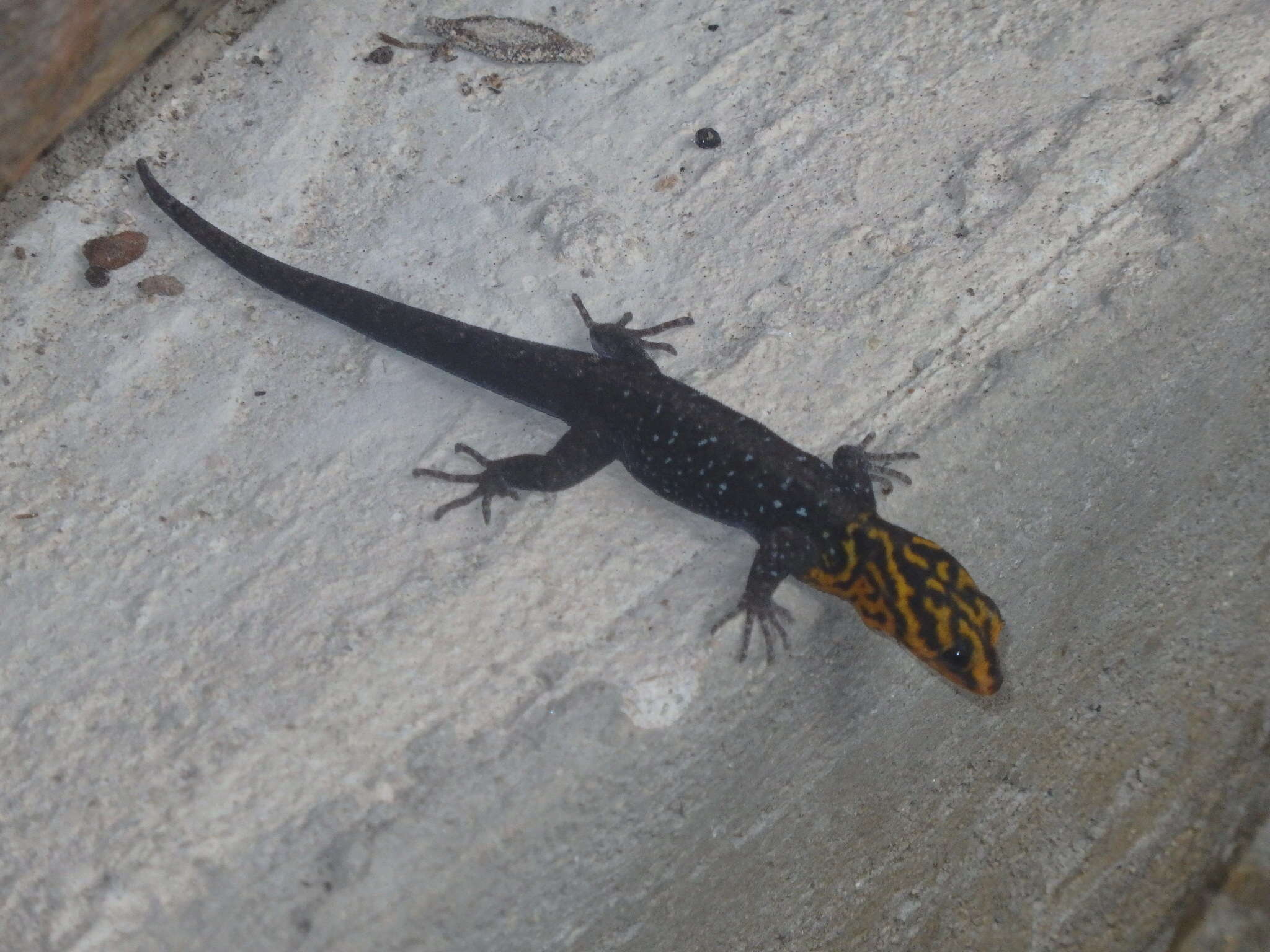 Image of Shieldhead Gecko