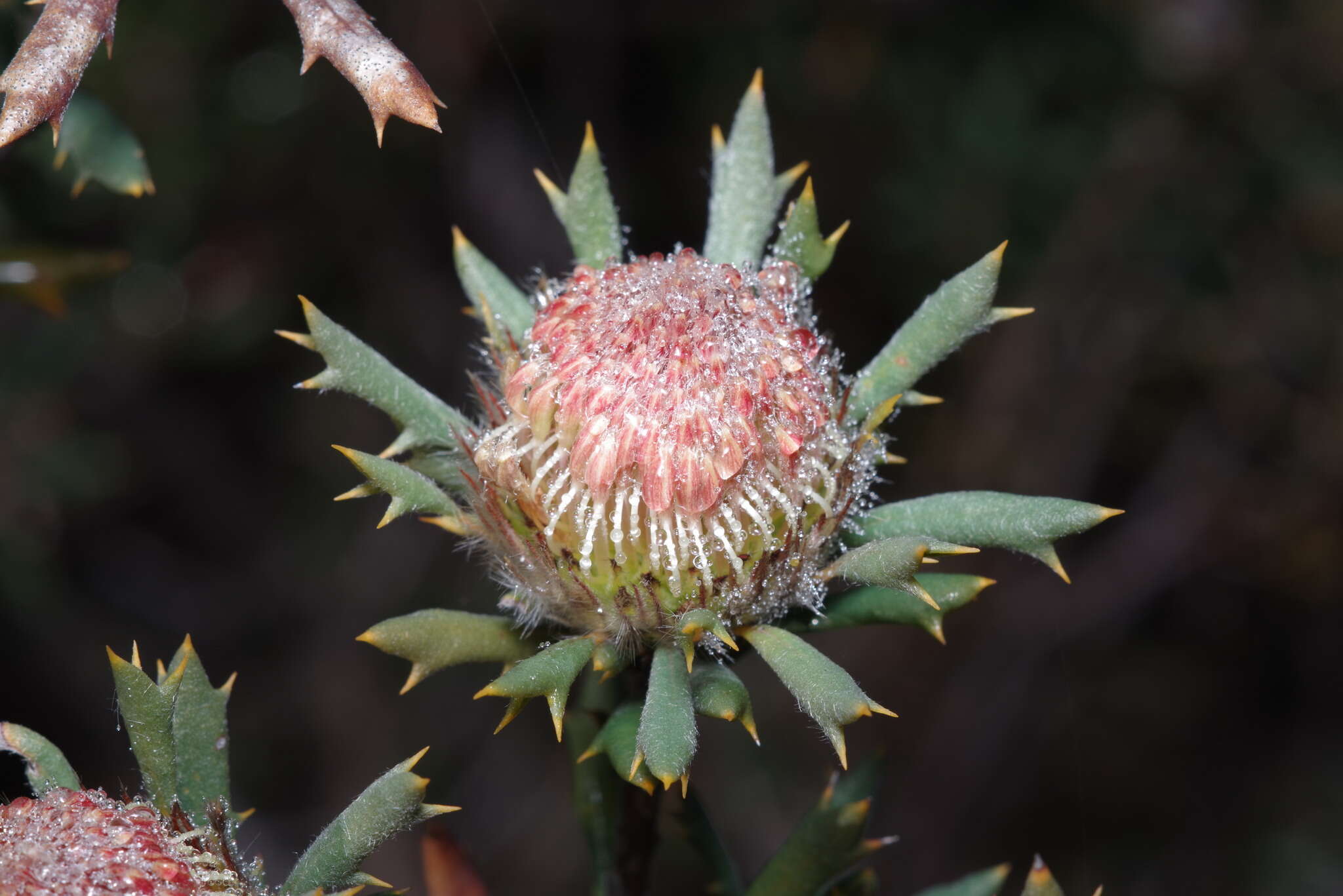 Image of Banksia carlinoides (Meissn.) A. R. Mast & K. R. Thiele