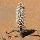 Image of Lachenalia xerophila Schltr. ex G. D. Duncan