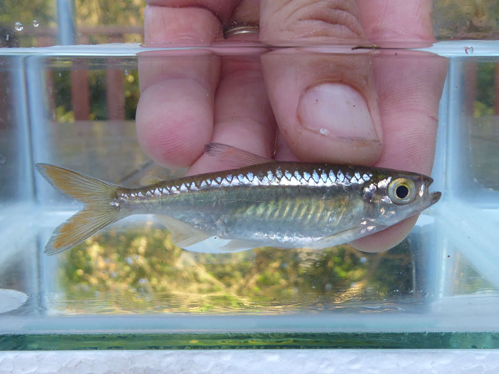 Image of Sharptooth tetra