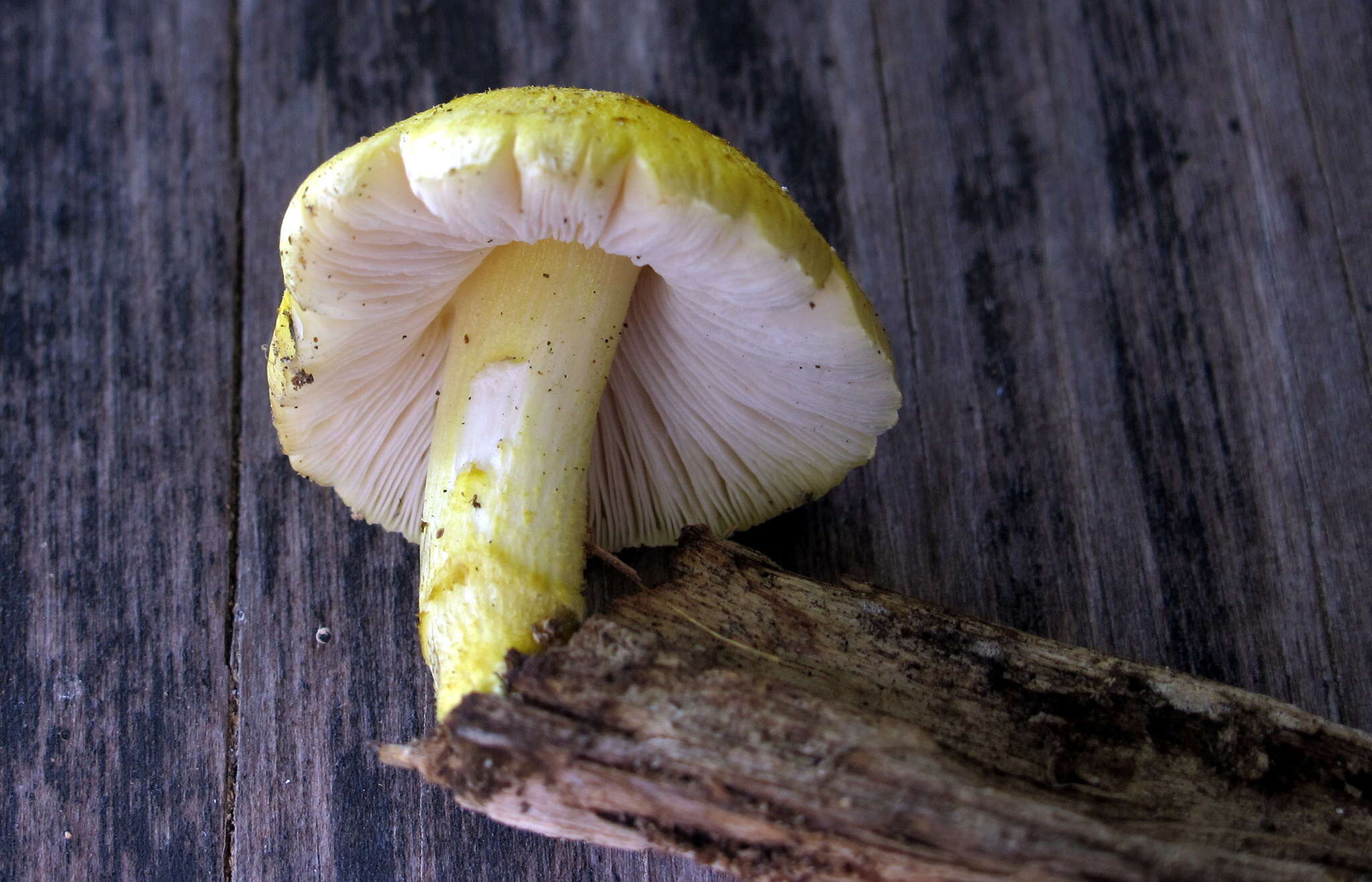 Image of Pluteus mammillatus (Longyear) Minnis, Sundb. & Methven 2006