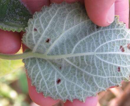 Слика од Tetradenia