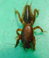 Image of Mole cricket