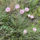 Image of Pseudosedum longidentatum Boriss.