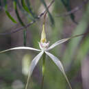 Caladenia petrensis A. P. Br. & G. Brockman resmi