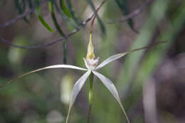 Image of Caladenia petrensis A. P. Br. & G. Brockman