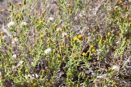 Image of Oregon False Golden-Aster