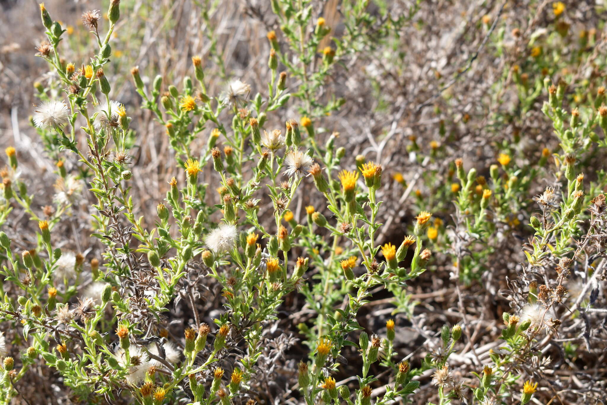 Image of Oregon False Golden-Aster