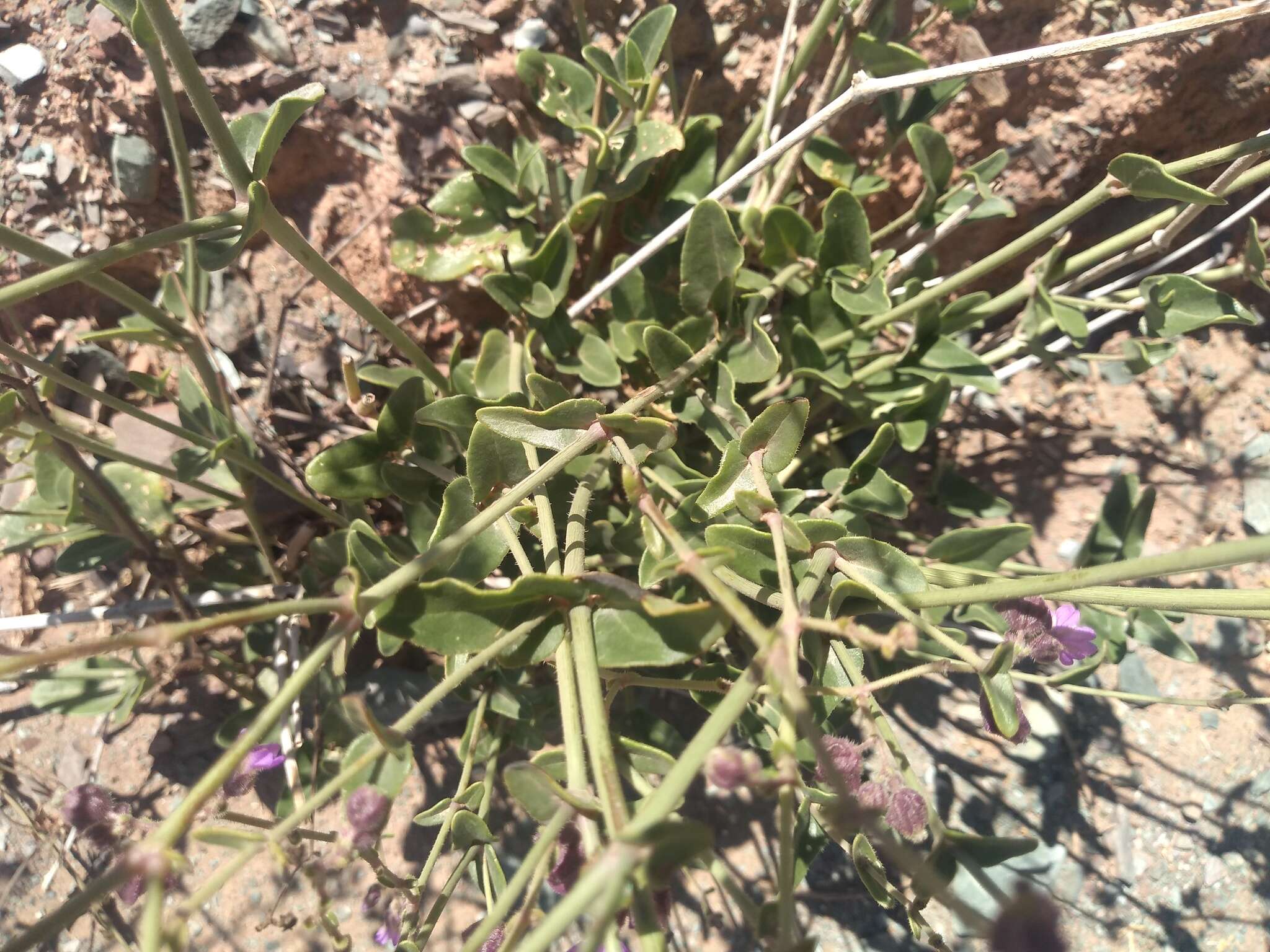 Image of Mirabilis ovata (Ruiz & Pav.) Meigen