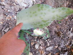 Image de Agave guttata Jacobi & C. D. Bouché