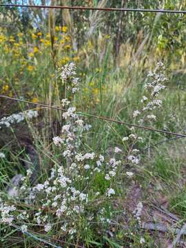 Image de Sannantha cunninghamii (Schauer) Peter G. Wilson